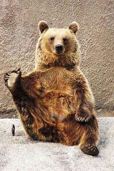В зоопарке Финляндии поселилась медведица-йог