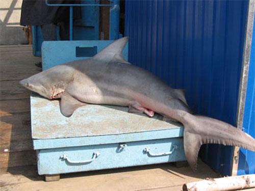 В центре Питера в Неве поймали настоящую акулу!