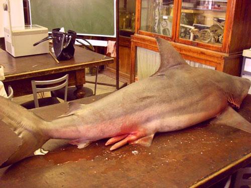 В центре Питера в Неве поймали настоящую акулу!