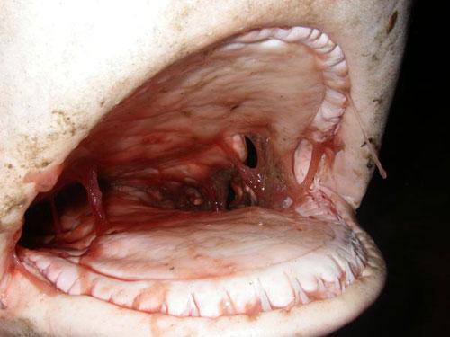 В центре Питера в Неве поймали настоящую акулу!