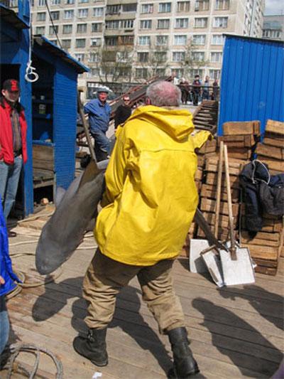 В центре Питера в Неве поймали настоящую акулу!