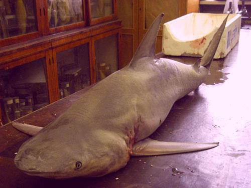 В центре Питера в Неве поймали настоящую акулу!