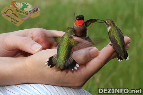 Фотошоп или нет: стоит ли верить тому, что размещено в Сети ?