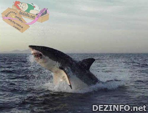 Фотошоп или нет: стоит ли верить тому, что размещено в Сети ?