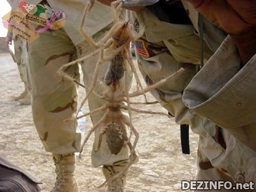 Фотошоп или нет: стоит ли верить тому, что размещено в Сети ?