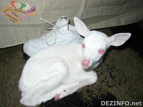 Фотошоп или нет: стоит ли верить тому, что размещено в Сети ?