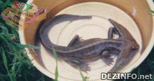 Фотошоп или нет: стоит ли верить тому, что размещено в Сети ?