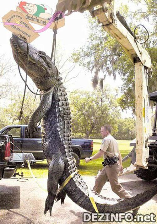 Фотошоп или нет: стоит ли верить тому, что размещено в Сети ?