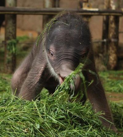 Двухдневный слоненок в Берлинском зоопарке покорил посетителей