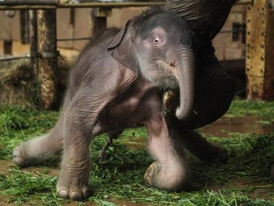Двухдневный слоненок в Берлинском зоопарке покорил посетителей