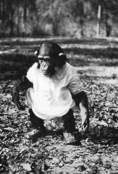 Топ-20 самых необычных экспериментов в истории