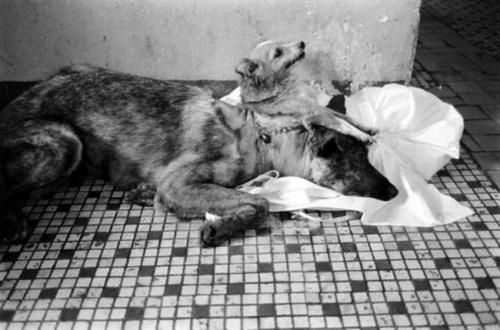 Топ-20 самых необычных экспериментов в истории