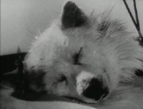 Топ-20 самых необычных экспериментов в истории