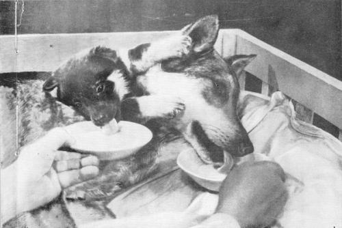 Топ-20 самых необычных экспериментов в истории