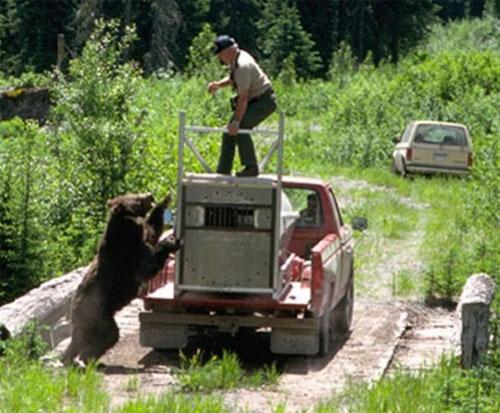 Медведь отомстил своему тюремщику