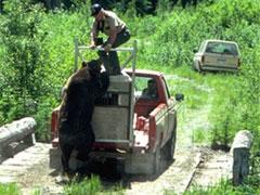 Медведь отомстил своему тюремщику