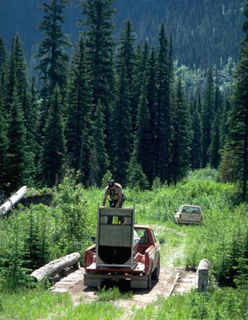 Медведь отомстил своему тюремщику