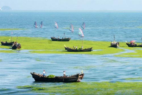 Олимпийский кошмар: на Китай напали зелёные водоросли