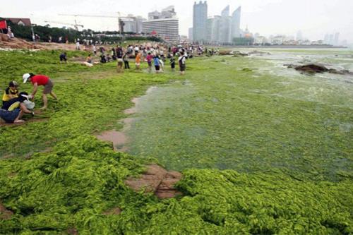 Для проведения работ привлекли целый город - Циндао (Qingdao)…