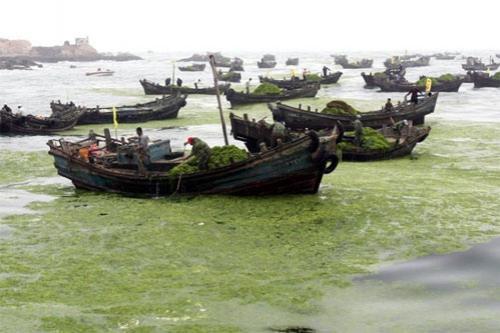 Олимпийский кошмар: на Китай напали зелёные водоросли