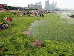 Олимпийский кошмар: на Китай напали зелёные водоросли