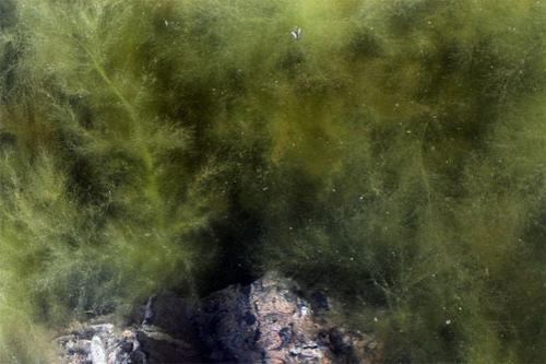 Олимпийский кошмар: на Китай напали зелёные водоросли