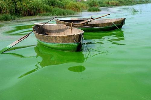 Олимпийский кошмар: на Китай напали зелёные водоросли