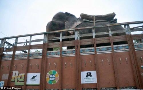 Спасение слона, проведшего 50 лет в неволе, который плакал от счастья