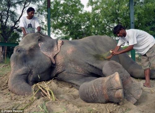 Спасение слона, проведшего 50 лет в неволе, который плакал от счастья