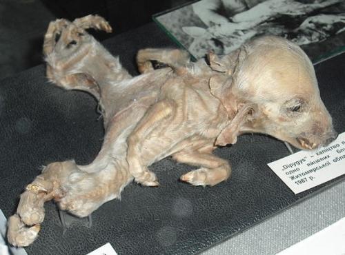 Мутанты Чернобыля: страшные последствия аварии на Чернобыльской АЭС