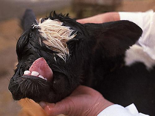 Мутанты Чернобыля: страшные последствия аварии на Чернобыльской АЭС