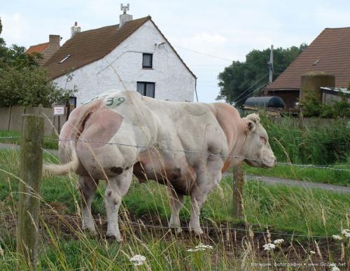 Мутанты Чернобыля: страшные последствия аварии на Чернобыльской АЭС