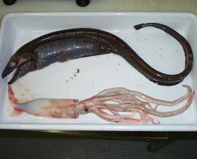 Мутанты и монстры из морских глубин