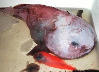 Мутанты и монстры из морских глубин