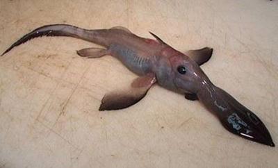 Мутанты и монстры из морских глубин