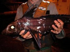 Мутанты и монстры из морских глубин