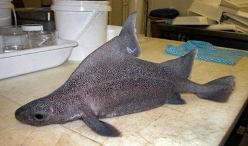 Мутанты и монстры из морских глубин