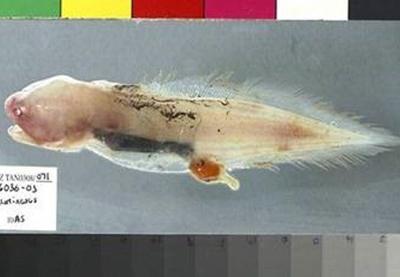 Мутанты и монстры из морских глубин