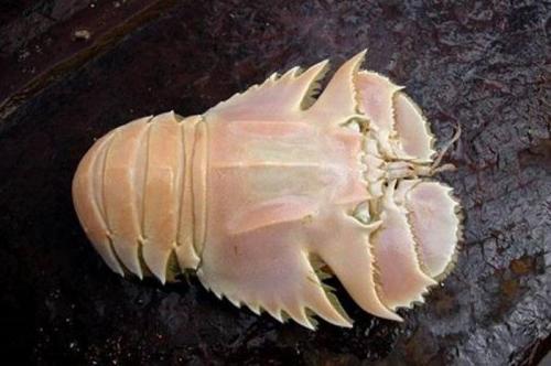 Мутанты и монстры из морских глубин