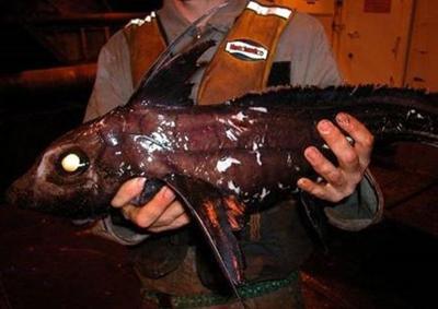 Мутанты и монстры из морских глубин