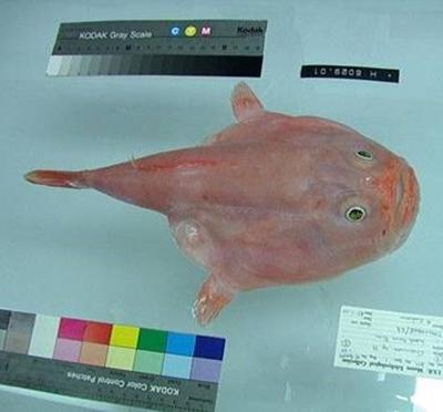 Мутанты и монстры из морских глубин