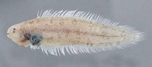 Мутанты и монстры из морских глубин