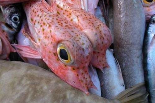 Мутанты и монстры из морских глубин