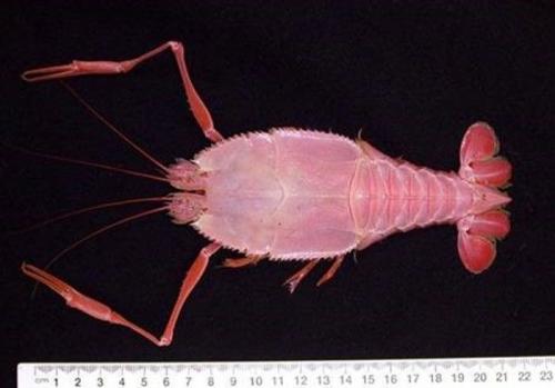 Мутанты и монстры из морских глубин