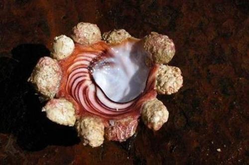 Мутанты и монстры из морских глубин