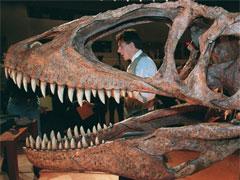 Студент открыл новый вид плотоядных динозавров