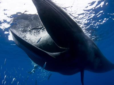 Обедающий кит едва не проглотил фотографов