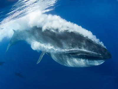 Обедающий кит едва не проглотил фотографов