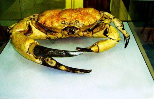 В Британии пойман краб-рекордсмен