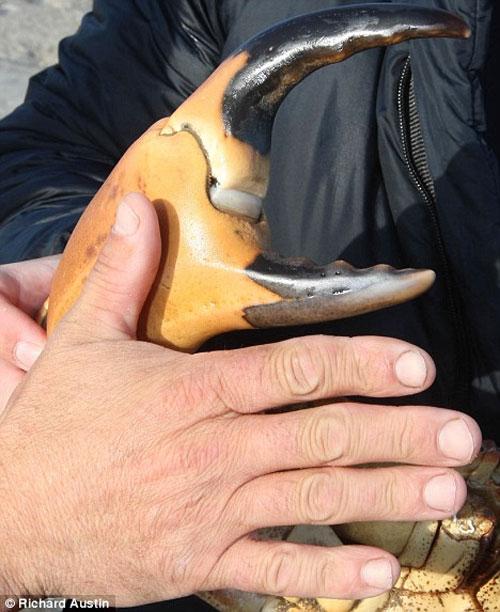 В Британии пойман краб-рекордсмен